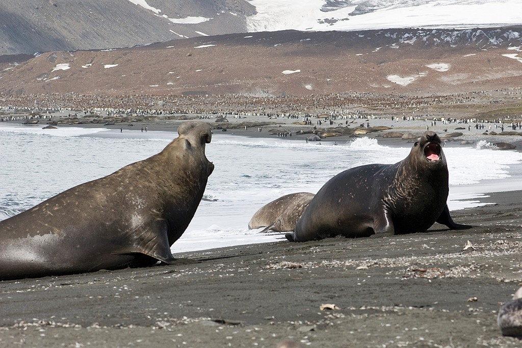 Elephant Seal.20081113_3886.jpg - Southern Elephant Seal (Mirounga leonine), South Gerogia November 2008